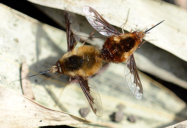 ビロードツリアブの交尾