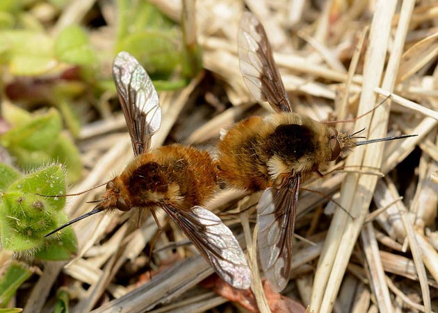 交尾中のビロードツリアブ