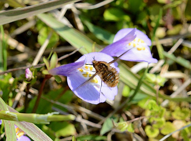 ムラサキサギゴケで吸蜜するビロードツリアブ