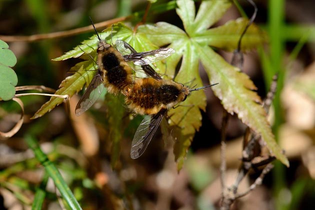 ビロウドツリアブの交尾