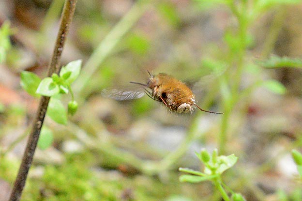 産卵中？のビロードツリアブ