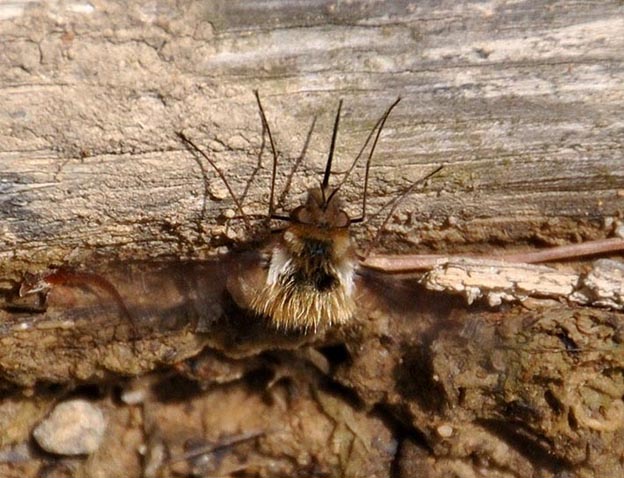ビロードツリアブの産卵
