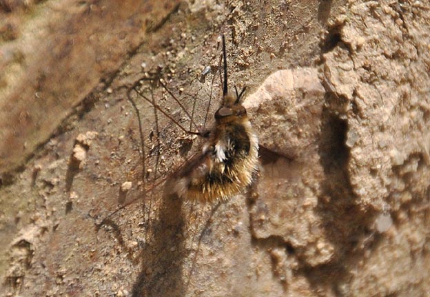 ビロードツリアブの産卵