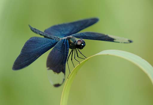 葉にとまるチョウトンボ