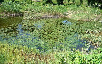 チョウトンボが生息する水辺