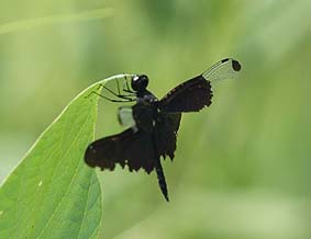 破損したチョウトンボ