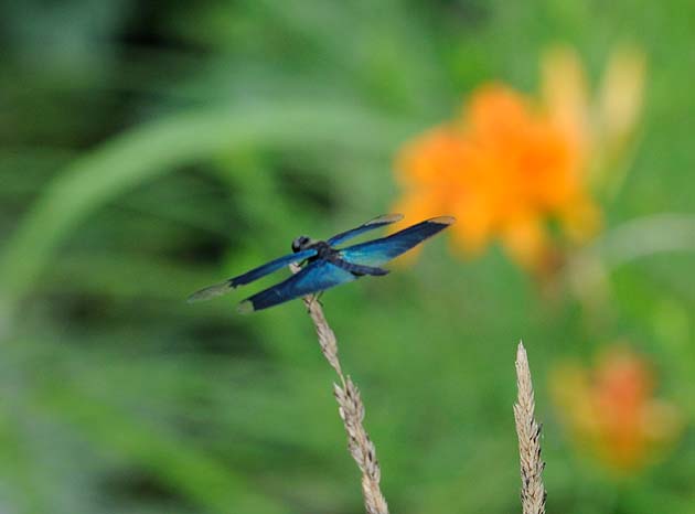 ヤブカンゾウを背景にチョウトンボ