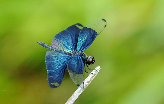 日光を浴びるチョウトンボ
