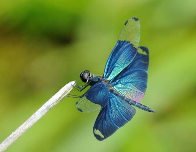 枯れ枝にとまるチョウトンボ
