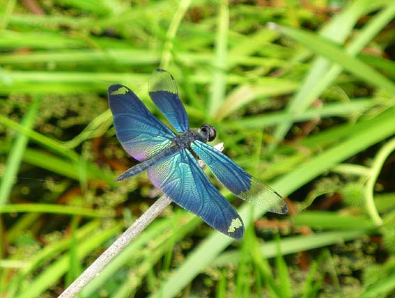 チョウトンボと環境