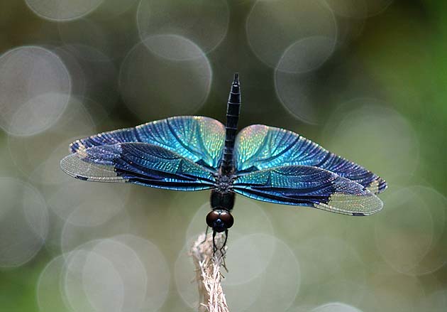 チョウトンボの多い年…？