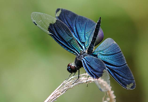 腹部をあげてとまるチョウトンボ