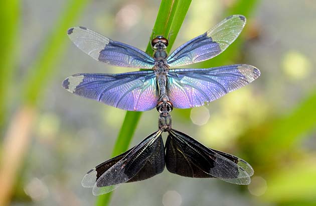 交尾中のチョウトンボ