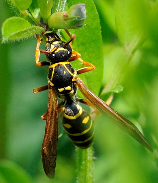カラスノエンドウで吸蜜するフタモンアシナガバチ