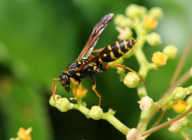 ヤブガラシで吸蜜するフタモンアシナガバチ