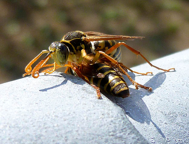 2ひきのフタモンアシナガバチ