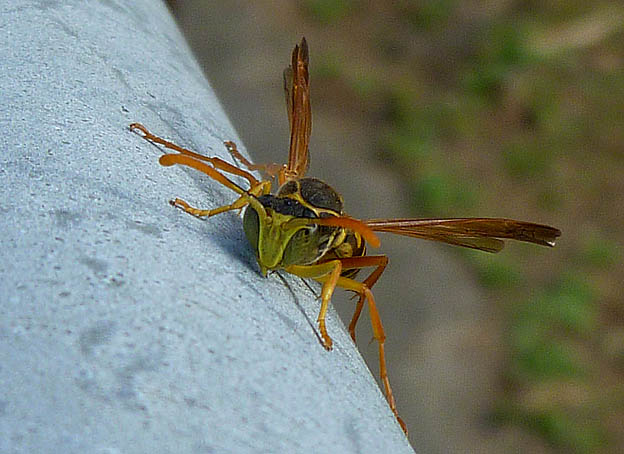 フタモンアシナガバチのオス