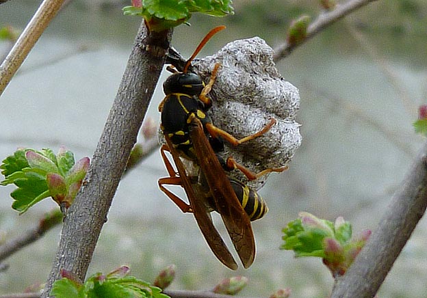 巣作りを始めたフタモンアシナガバチ