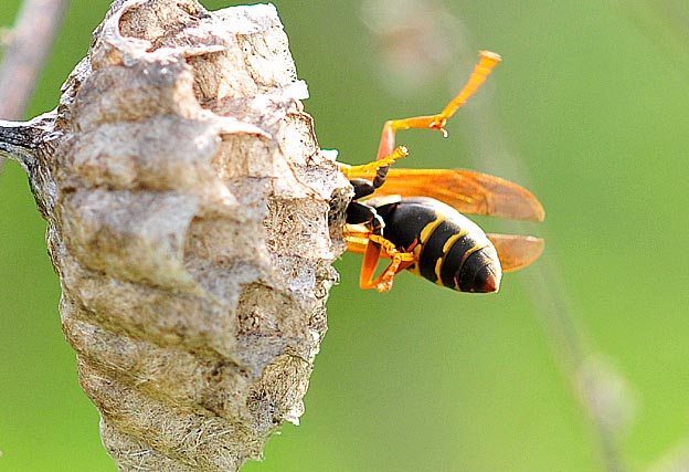 体を半分巣に入れたフタモンアシナガバチ