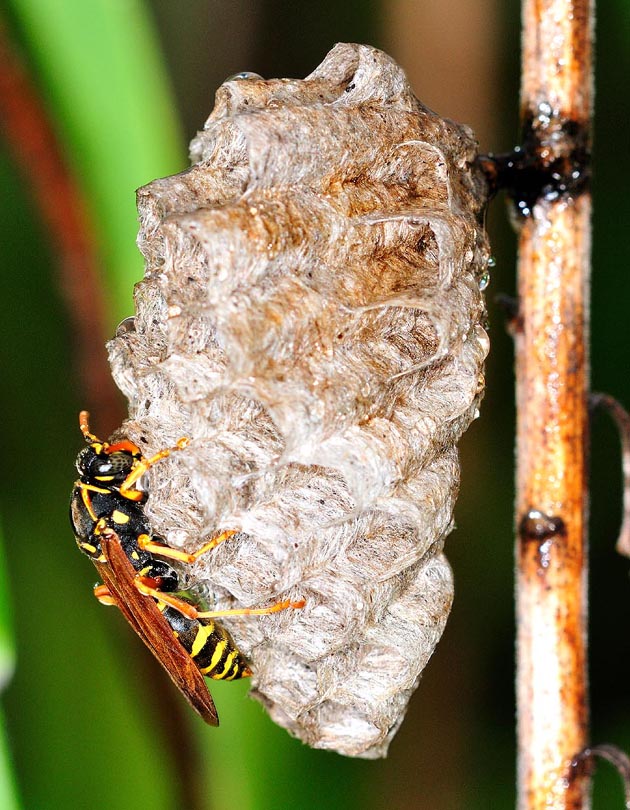 フタモンアシナガバチの巣