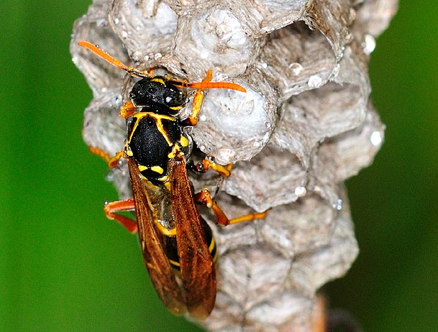 蛹の部屋のできたフタモンアシナガバチの巣