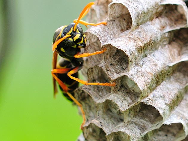 気配を感じたフタモンアシナガバチ