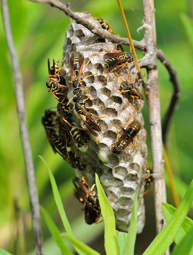 大きくなったフタモンアシナガバチの巣