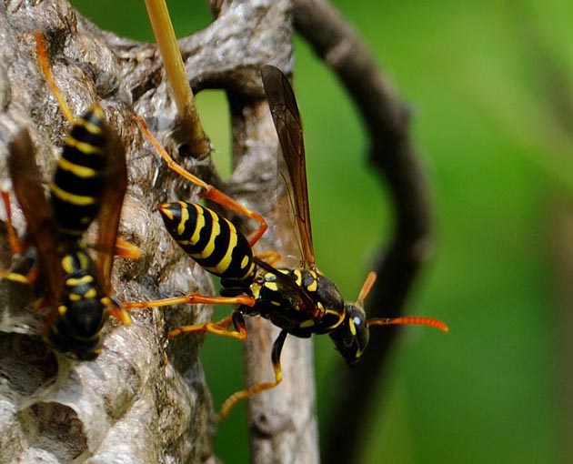 巣から飛び立とうとするフタモンアシナガバチ
