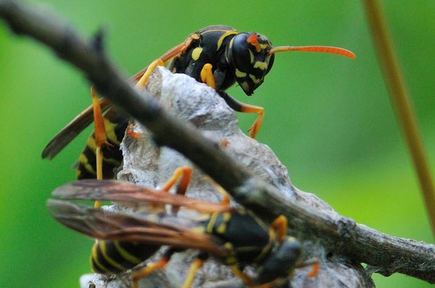 巣の頂上にいる働きバチ