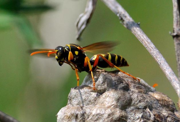 風を送る働きバチ