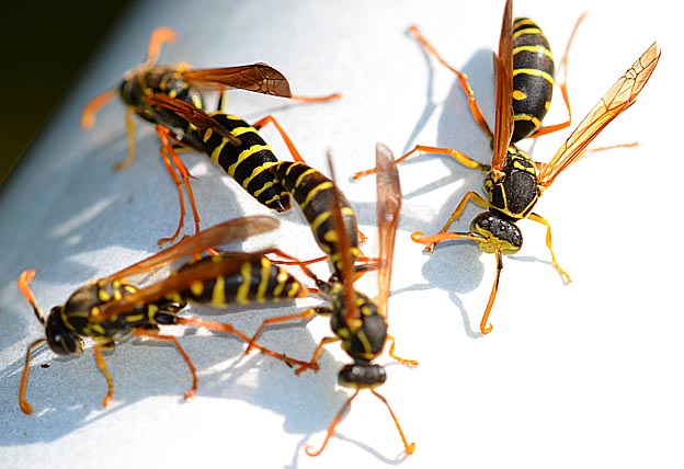 集まったフタモンアシナガバチのオス
