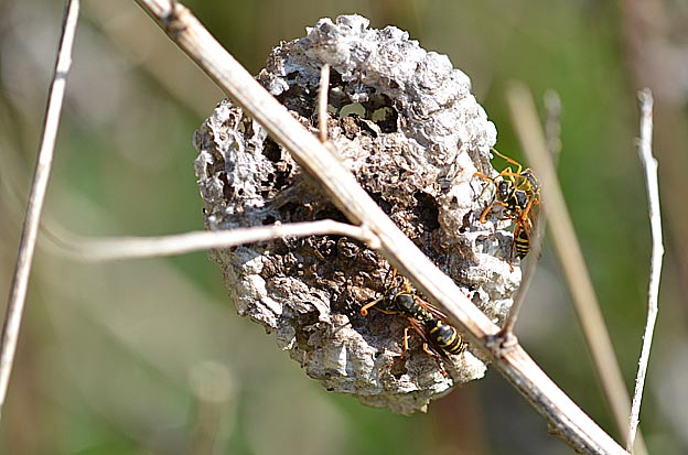 秋のフタモンアシナガバチの巣