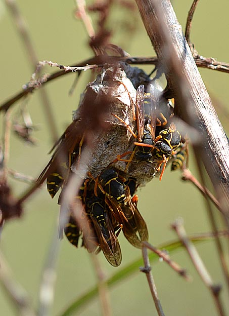 秋のフタモンアシナガバチの巣