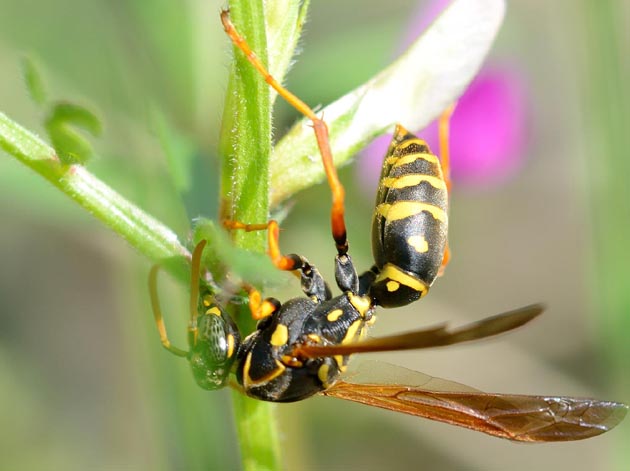 花外蜜腺で吸蜜するフタモンアシナガバチ
