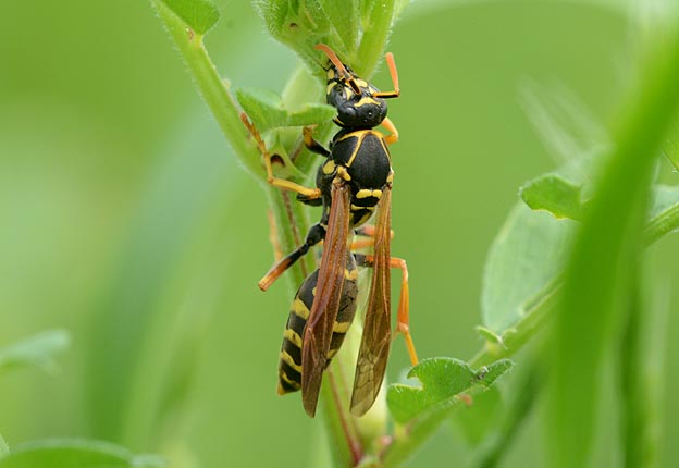 花外蜜腺で蜜を吸うフタモンアシナガバチ