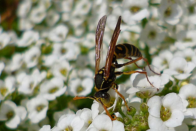 花で蜜を吸う二紋父子名がバチのオス