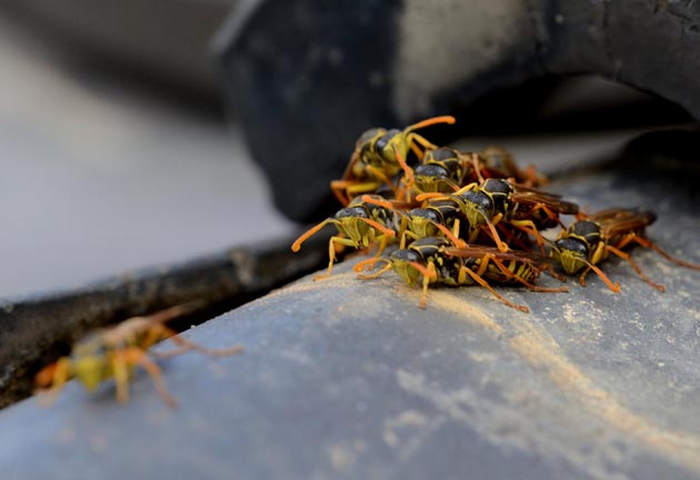 集まったフタモンアシナガバチのオス