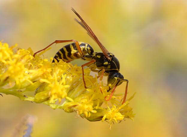 セイタカアワダチソウで吸蜜するアシナガバチのオス