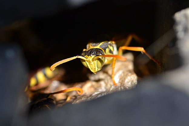 オスのフタモンアシナガバチ