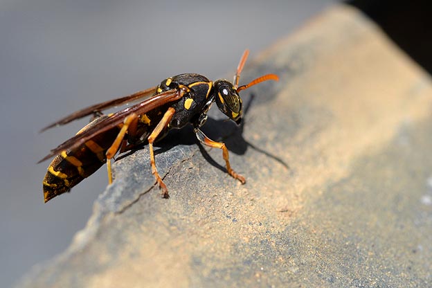 メスのフタモンアシナガバチ