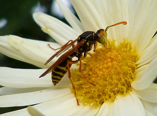 吸蜜に来たフタモンアシナガバチ
