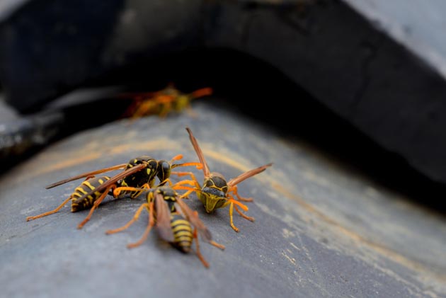 屋根の上のフタモンアシナガバチ