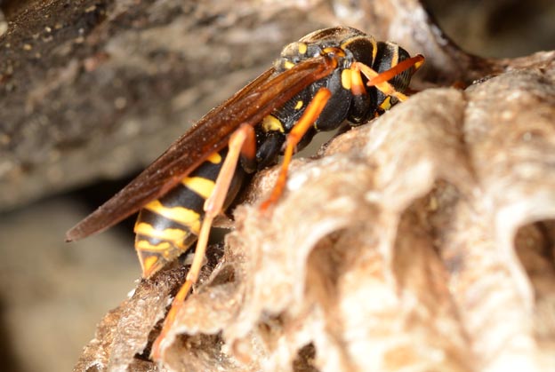 越冬中のフタモンアシナガバチ