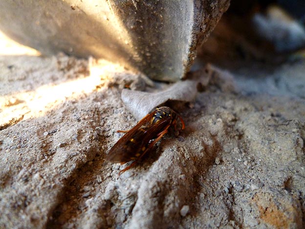 越冬中のフタモンアシナガバチ