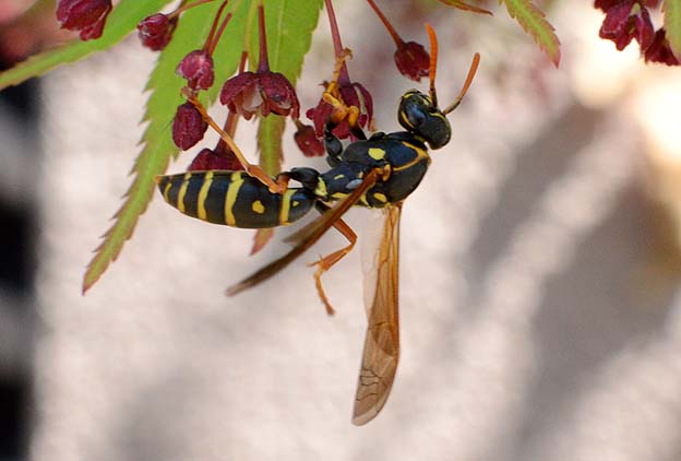 カエデに吸蜜に来たフタモンアシナガバチ