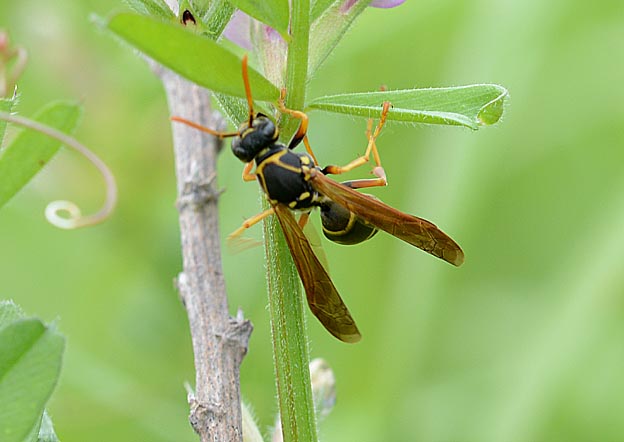 花外蜜腺で蜜を吸うフタモンアシナガバチ