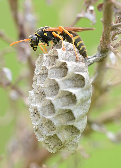 フタモンアシナガバチの巣