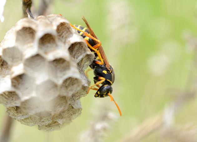巣を作るフタモンアシナガバチ