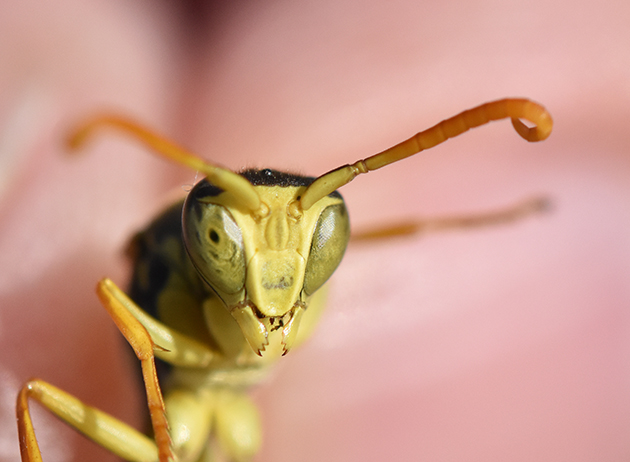 指で挟んだフタモンアシナガバチのオス