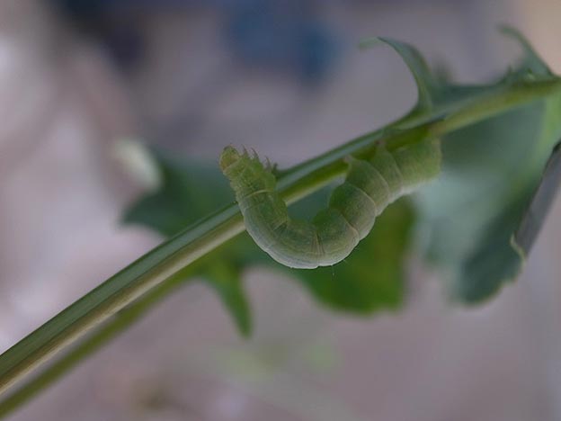イラクサギンウワバの幼虫の写真